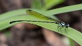 Nososticta coelestina male (2 of 4)